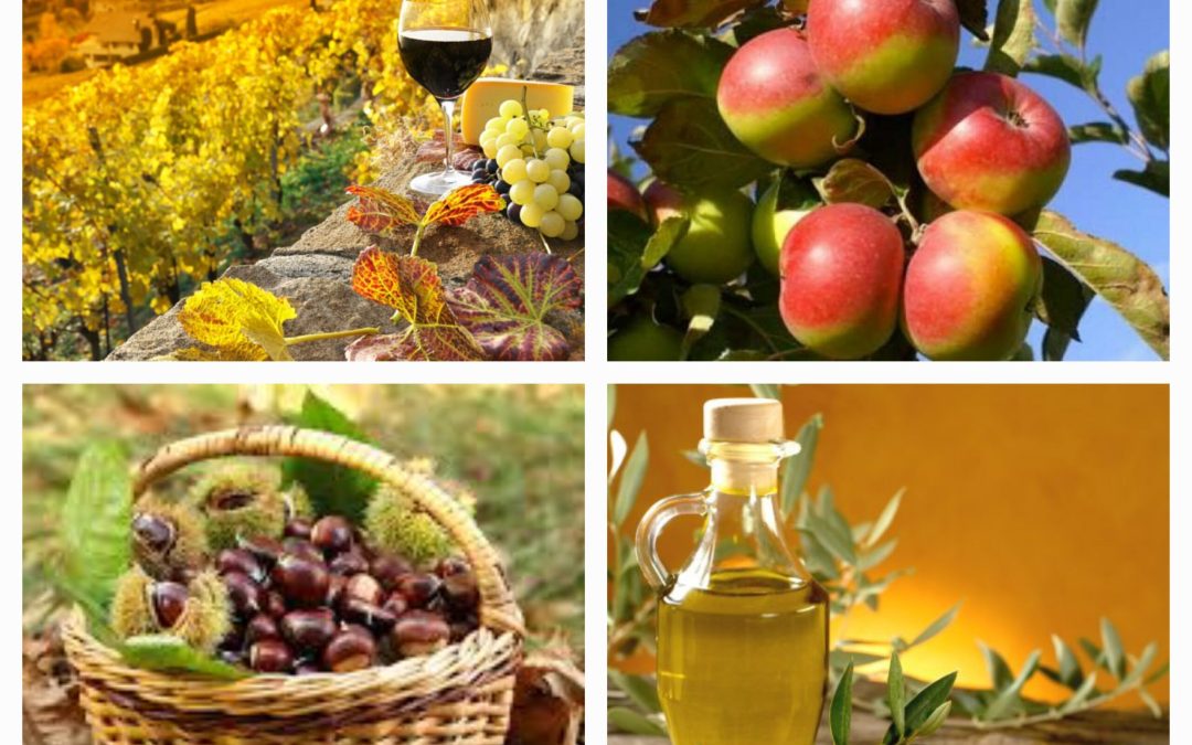 Tipicità d’autunno: Piceno al top della qualità