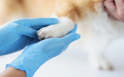 Pronto Soccorso Veterinario