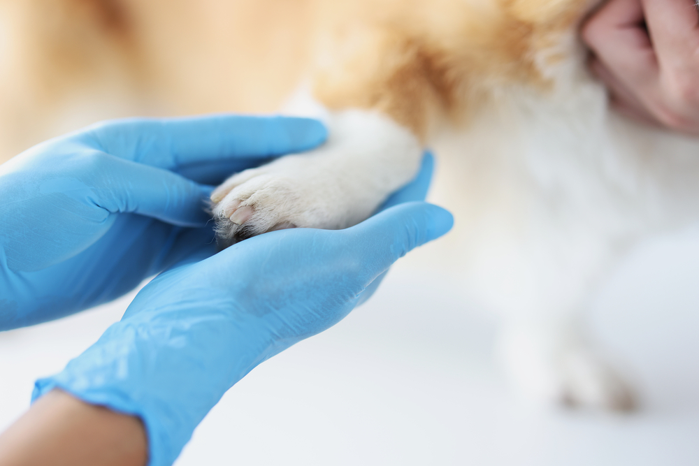Pronto Soccorso Veterinario