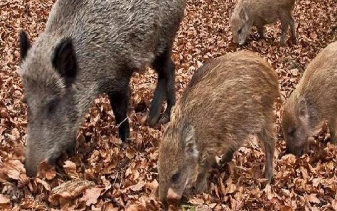 Allarme cinghiali, anche il Piceno ne è invaso