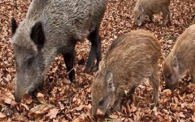 Allarme cinghiali, anche il Piceno ne è invaso