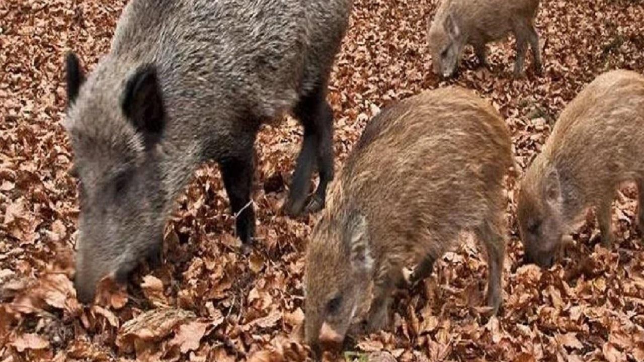 Allarme cinghiali, anche il Piceno ne è invaso